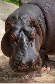 Hippo 0036